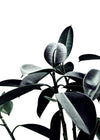 Leaves Print
