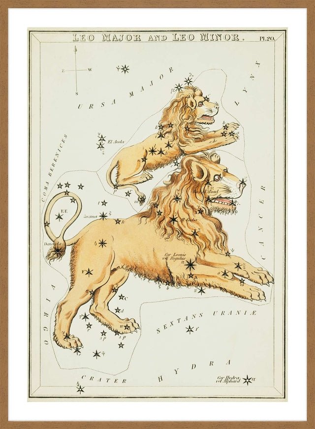 Leo Major And Leo Minor Astrology Antique Print