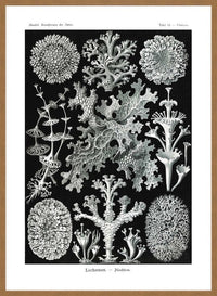Lichens Black and White Vintage Antique Print