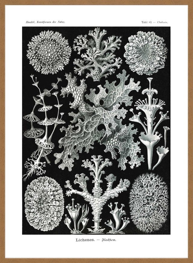 Lichens Black and White Vintage Antique Print