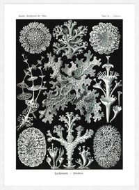 Lichens Black and White Vintage Antique Print