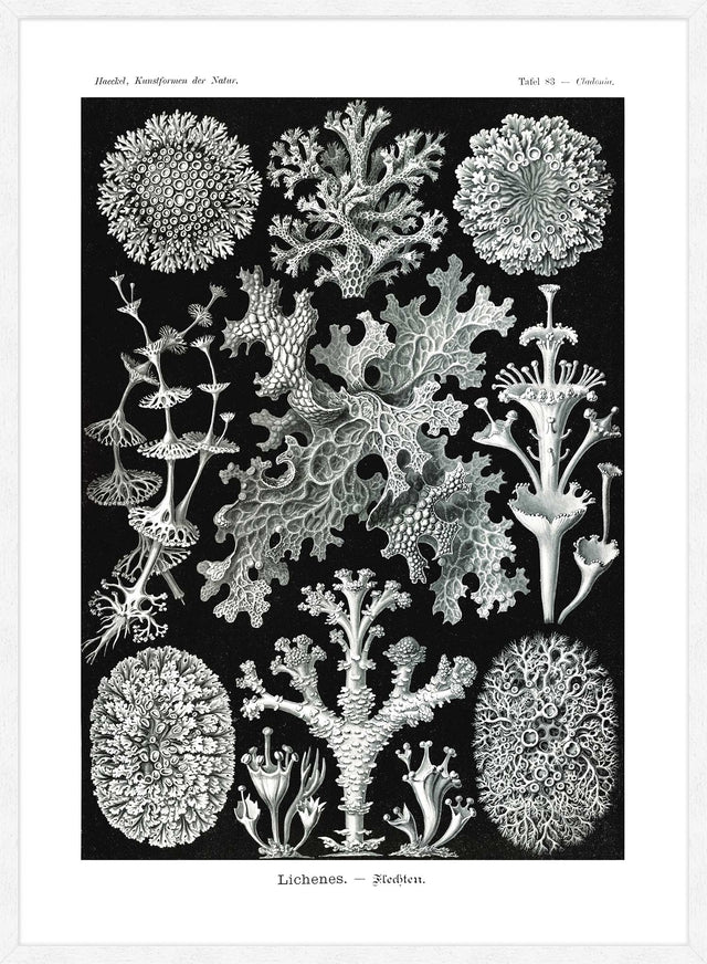 Lichens Black and White Vintage Antique Print