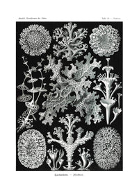 Lichens Black and White Vintage Antique Print