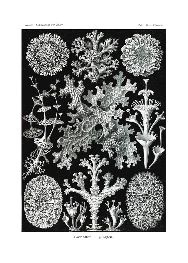 Lichens Black and White Vintage Antique Print