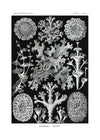 Lichens Black and White Vintage Antique Print