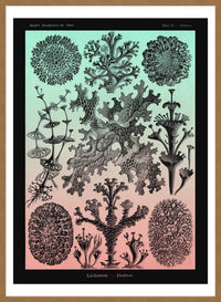 Lichens Pink and Teal Vintage Antique Print