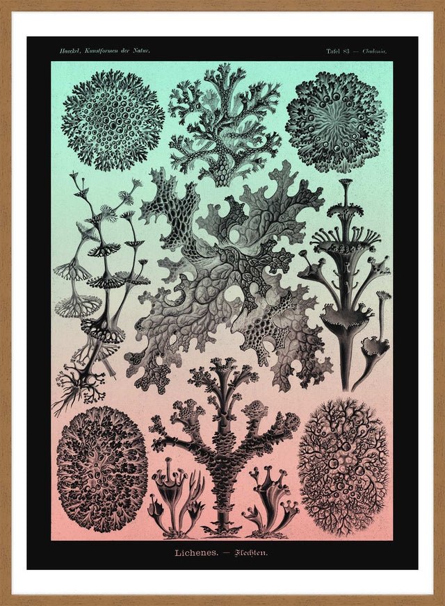 Lichens Pink and Teal Vintage Antique Print