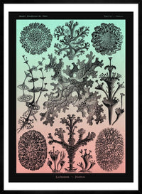 Lichens Pink and Teal Vintage Antique Print