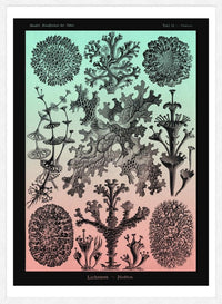 Lichens Pink and Teal Vintage Antique Print