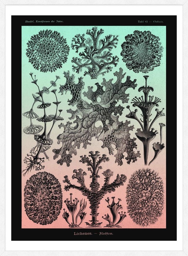 Lichens Pink and Teal Vintage Antique Print