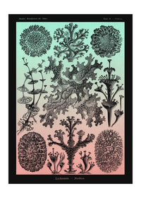Lichens Pink and Teal Vintage Antique Print