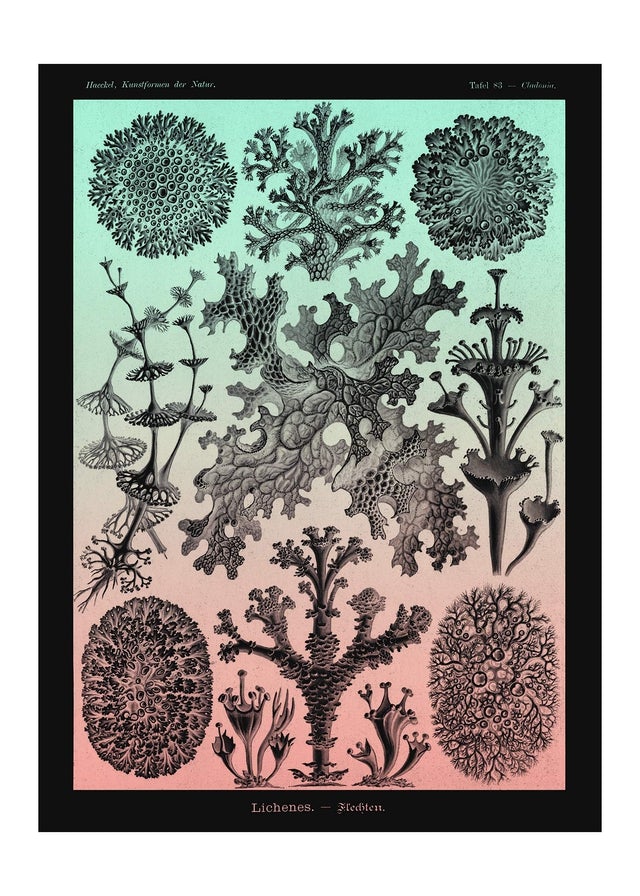Lichens Pink and Teal Vintage Antique Print