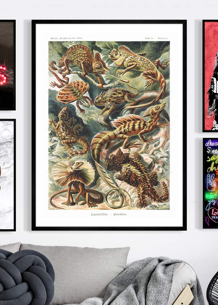 Lizards Illustration Vintage Print
