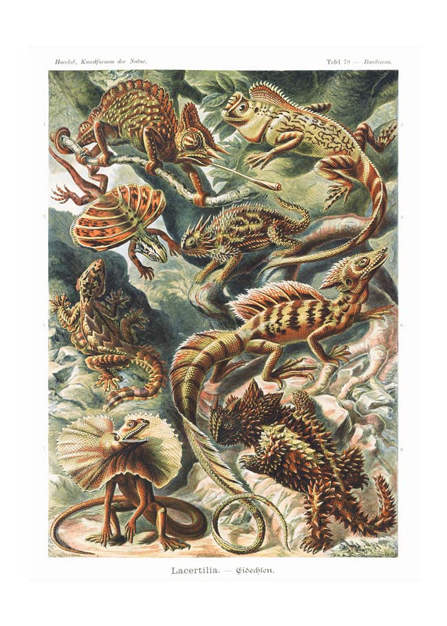 Lizards Illustration Vintage Print