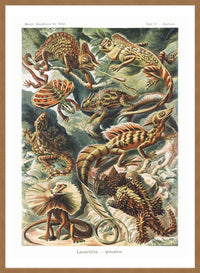 Lizards Illustration Vintage Print