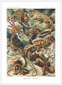 Lizards Illustration Vintage Print