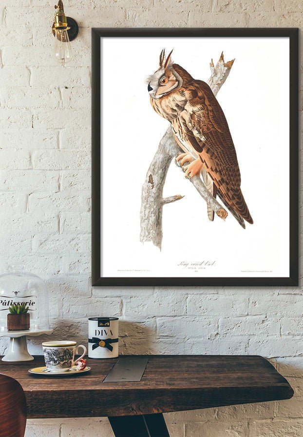Long Eared Owl Vintage Antique Bird Print