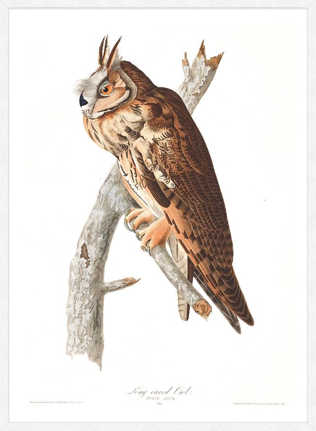 Long Eared Owl Vintage Antique Bird Print