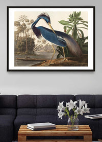 Louisiana Heron Vintage Bird Print