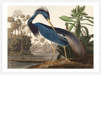 Louisiana Heron Vintage Bird Print
