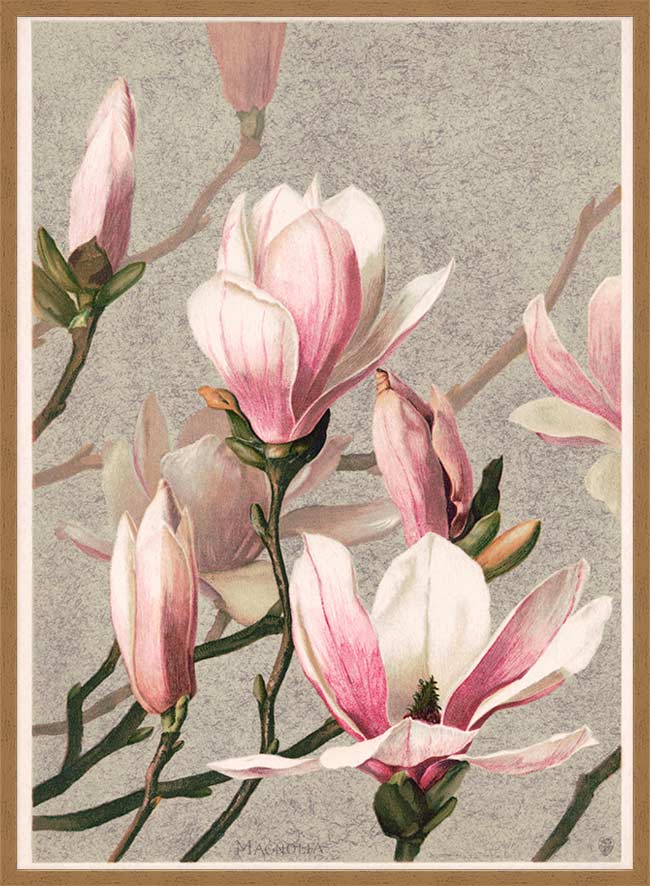 Magnolia by l Prang Flower Print