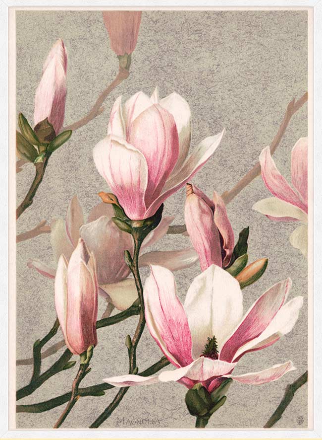 Magnolia by l Prang Flower Print