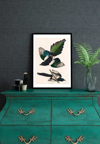 Magpies Vintage Antique Bird Print