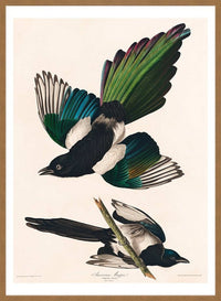 Magpies Vintage Antique Bird Print