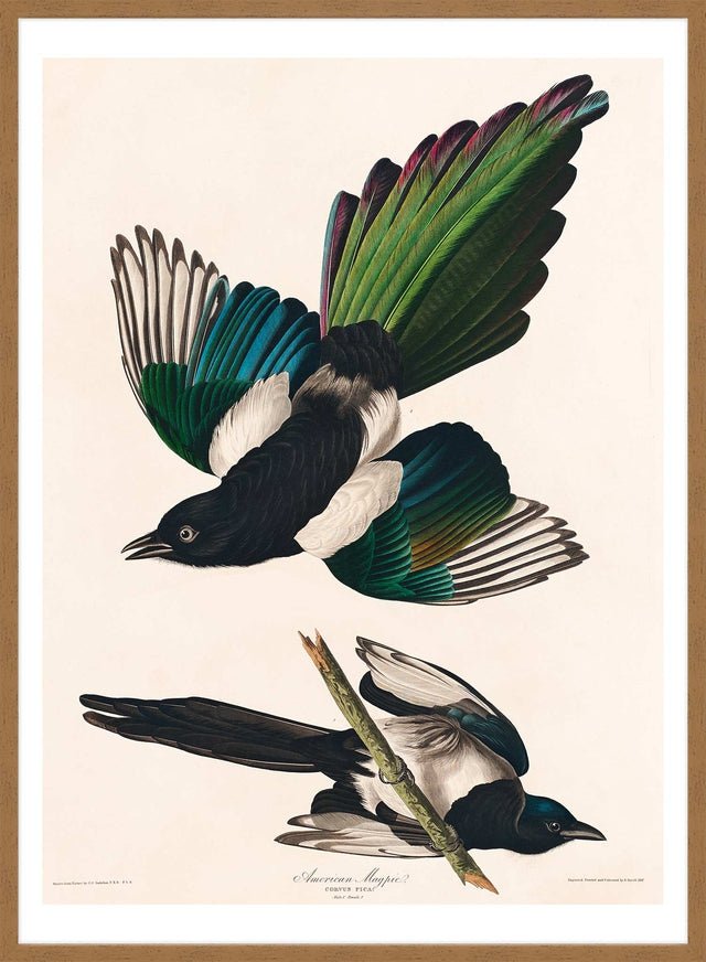Magpies Vintage Antique Bird Print