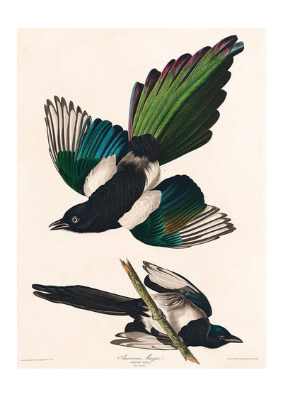 Magpies Vintage Antique Bird Print