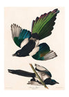 Magpies Vintage Antique Bird Print