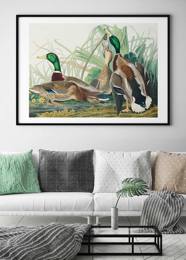 Mallard Duck Vintage Bird Print