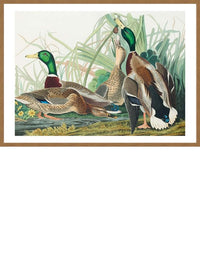 Mallard Duck Vintage Bird Print