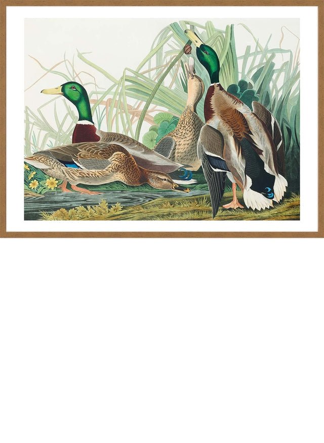 Mallard Duck Vintage Bird Print