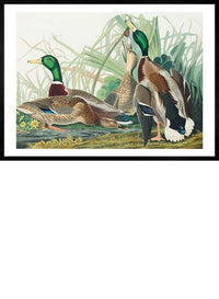 Mallard Duck Vintage Bird Print