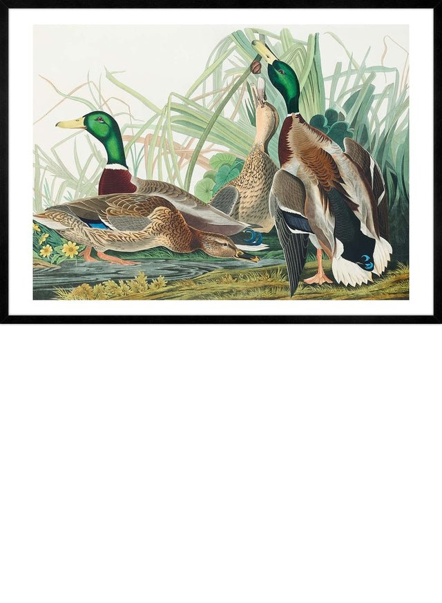 Mallard Duck Vintage Bird Print