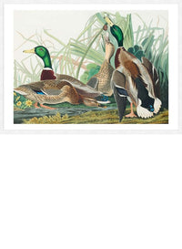 Mallard Duck Vintage Bird Print