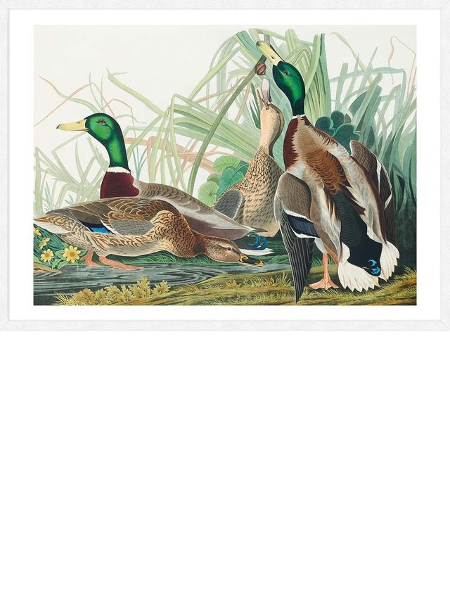 Mallard Duck Vintage Bird Print