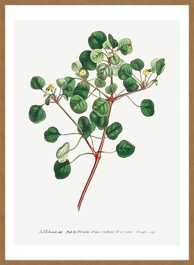 Manchineel Berry Botanical Print