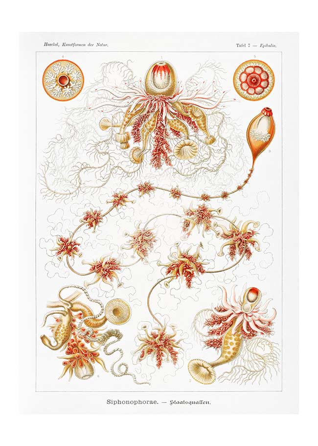 Marine Invertebrates Antique Illustration Print