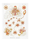 Marine Invertebrates Antique Illustration Print