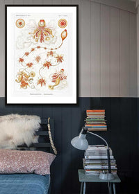 Marine Invertebrates Antique Illustration Print