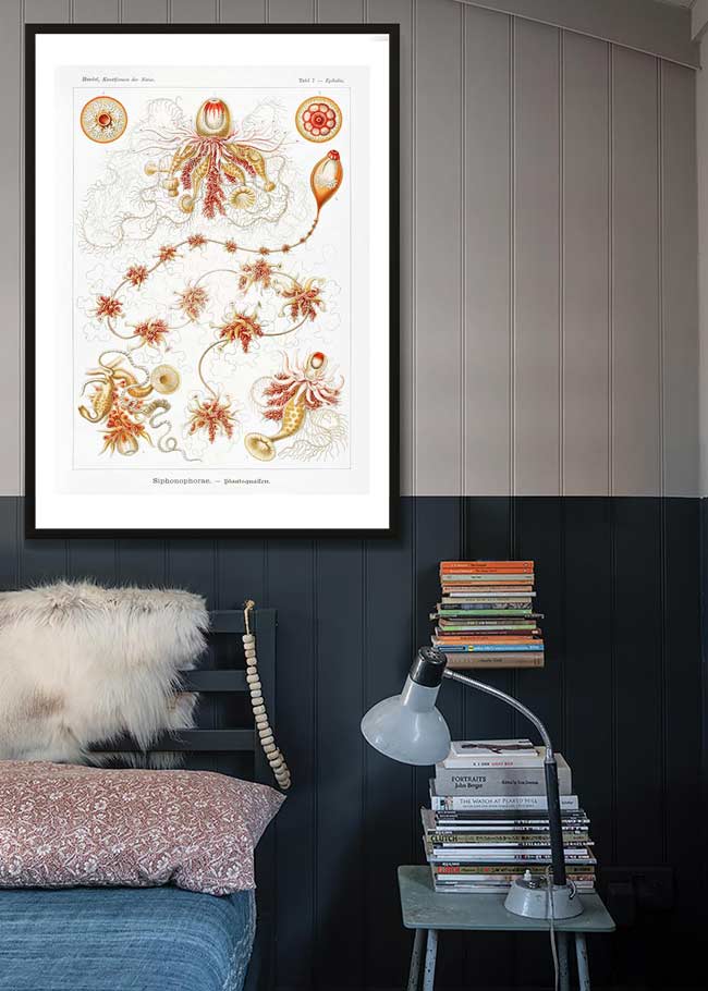 Marine Invertebrates Antique Illustration Print