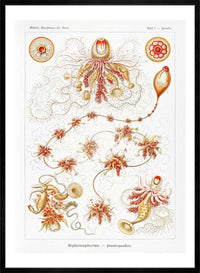 Marine Invertebrates Antique Illustration Print