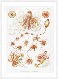 Marine Invertebrates Antique Illustration Print