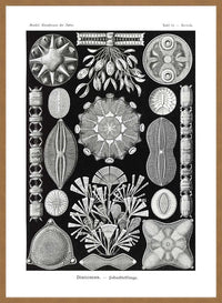 Marine Life Black and White Vintage Antique Print