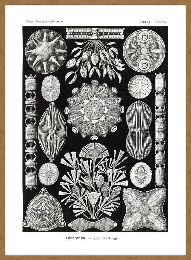 Marine Life Black and White Vintage Antique Print