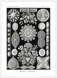 Marine Life Black and White Vintage Antique Print