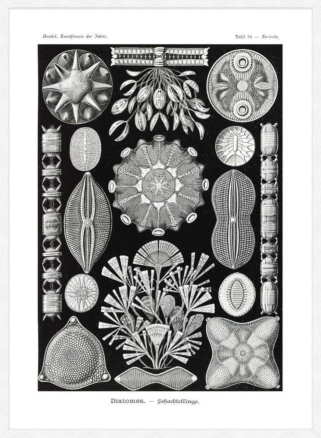 Marine Life Black and White Vintage Antique Print