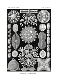 Marine Life Black and White Vintage Antique Print